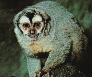 owl-monkey